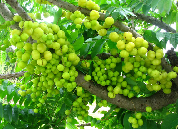 amla
