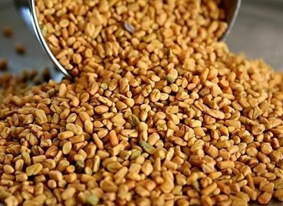 Fenugreek