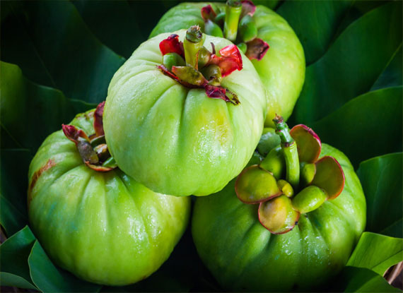 garcinia1
