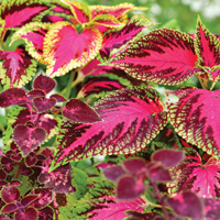 Coleus Forskohlin Extracts
