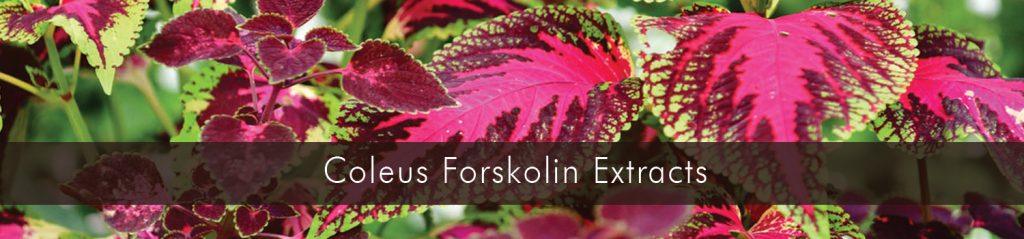 Coleus
