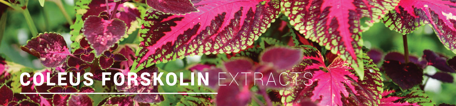 Coleus-Forskolin-Extracts