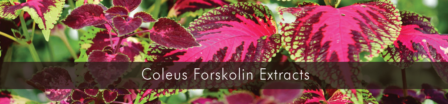 Coleus