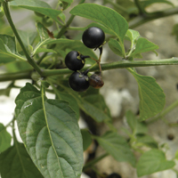 Solanum Extract